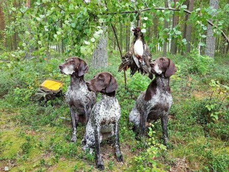 Sorsastusta Lumijoki 2017