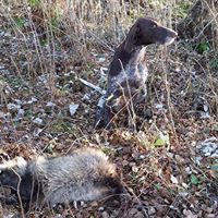 Avan ensimmäinen supikoira