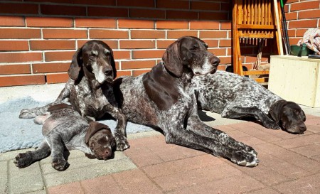 Koiria kolmessa sukupolvessa; Kalla , Ava, Bria ja Cenna